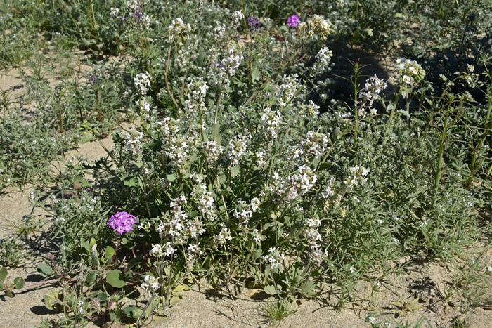 Spectaclepod is a native annual preferring sandy soil often along streams and dry washes. Spectaclepod grows at elevations from 1,000 to 6,500 in the southwestern United States. Dimorphocarpa wislizeni